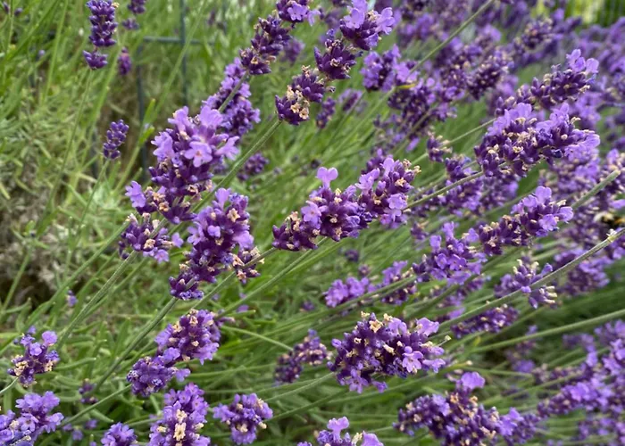 Lawendowy Gosciniec Ii Białogóra